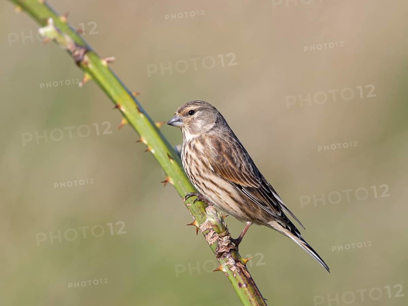 Common Linnet (Linaria cannabina) female, United Kingdom