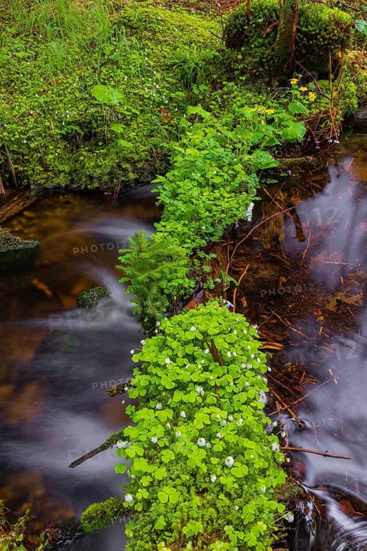 Kleine Ohe creek below Waldhaeuser village in the Bavarian Forest Nationalpark. Flowing water, little cascades, mossy stones and fresh green vegetation