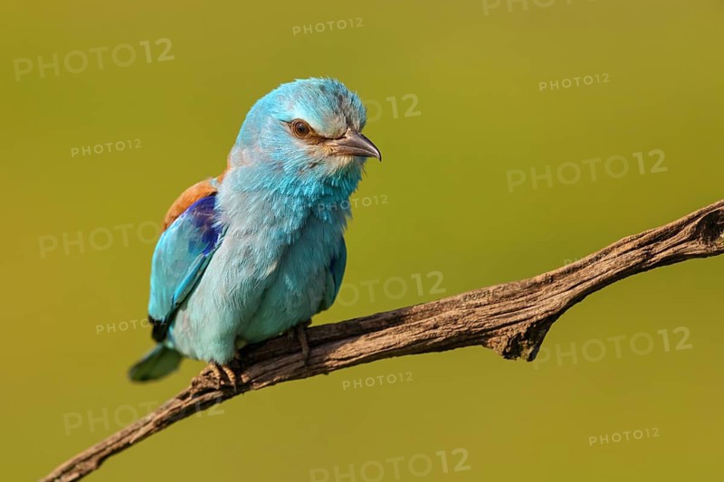 European roller (Coracias garrulus), on perch, Tower Hide, Tiszaalpár, Kiskunsági National Park, Bács-Kiskun, Hungary