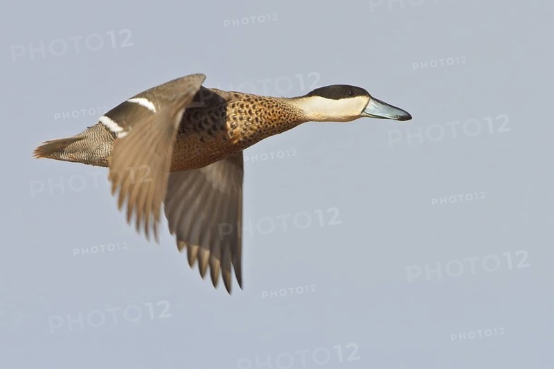 Puna Teal (Anas puna) in flight in Bolivia, South America