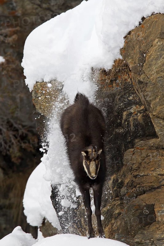 Chamois (Rupicapra rupicapra) coming down sheer rock face in the snow in winter, Gran Paradiso National Park, Italian Alps, Italy