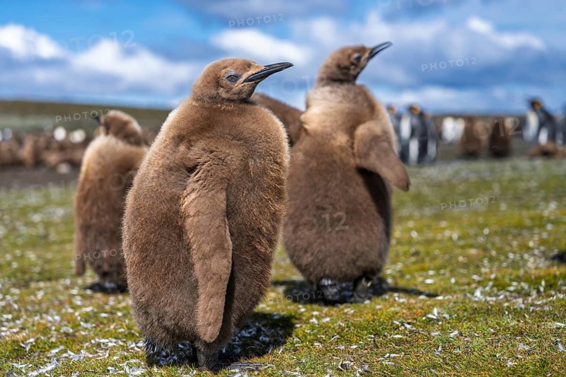 King penguin (Aptenodytes patagonicus), two young birds in brown down plumage standing in the breeding colony, Volunteer Point, East Falkland, Falkland Islands