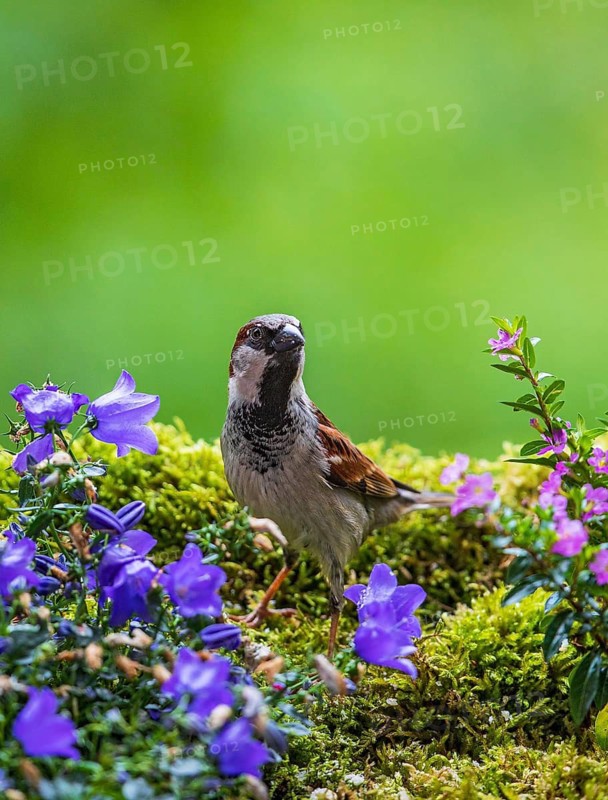 House Sparrow (Passer domesticus) male, Baden-Wuerttemberg, Germany