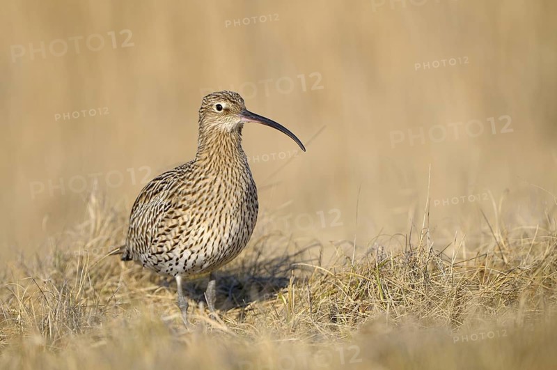 Grosser Brachvogel (Numenius arquata), Curlew, einzelner Altvogel, April, Insel Texel, Nordsee, Nordholland, Niederlande