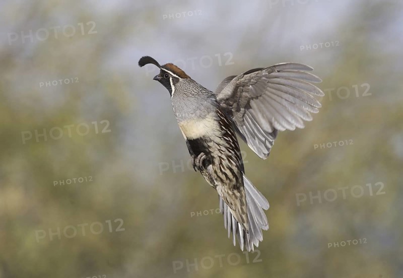 Gambel's Quail (Callipepla gambelii) male flying, Arizona, USA