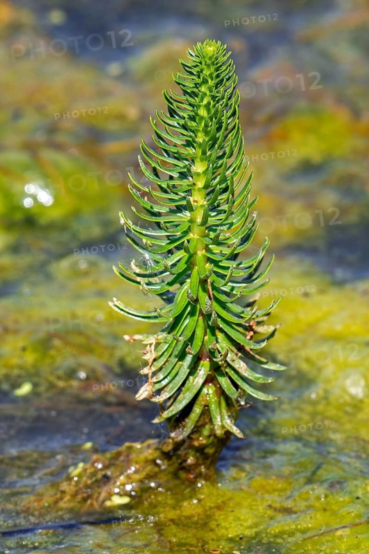 Common mare's-tail (Hippuris vulgaris) aquatic creeping perennial herb of Eurasia and North America in shallow water in spring