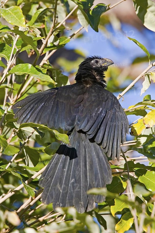 Groove-billed Ani Crotophaga sulcirostris Sayulita, Nayarit, Mexico 18 Jaunauy Adult sunning as many cuckoo species do. CUCULIDAE
