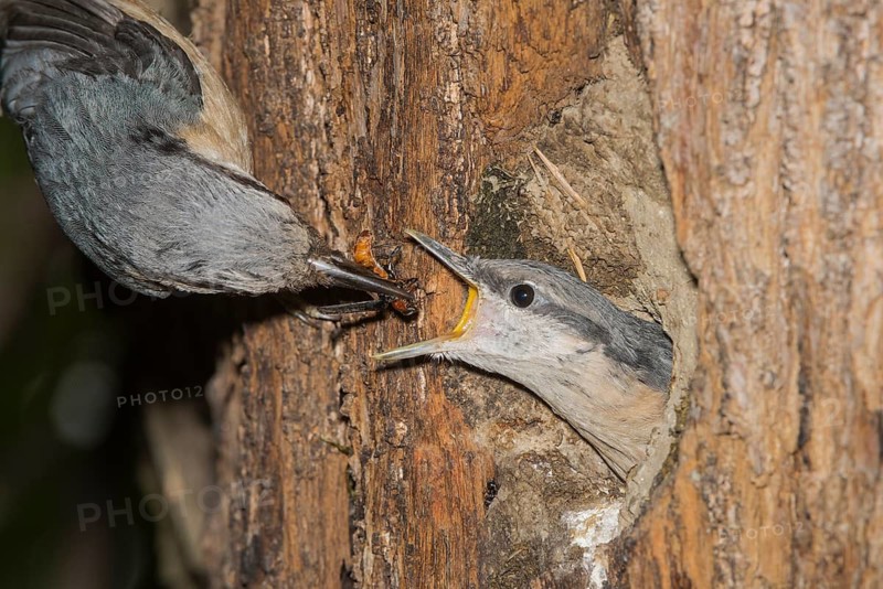 Eurasian Nuthatch (Sitta europaea) feeding young in nest cavity, Aosta Valley, Italy