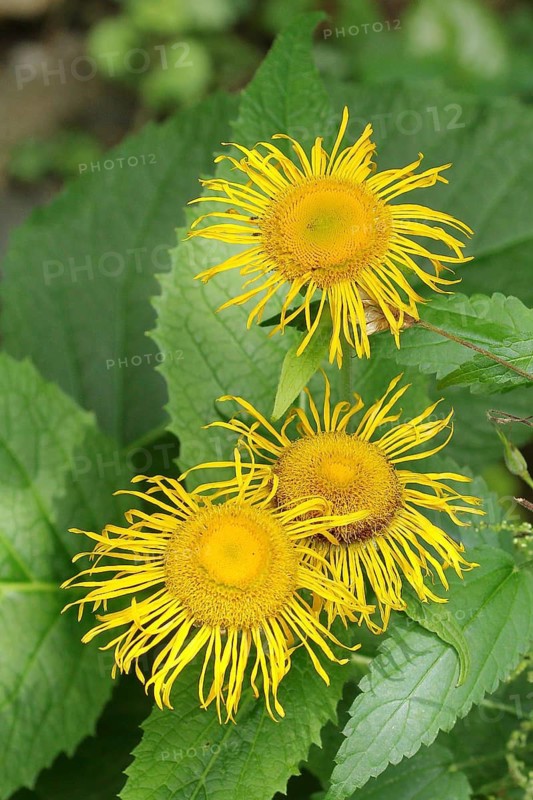 Flowers of a large telecia (Telekia speciosa), Wilden, North Rhine-Westphalia, Germany