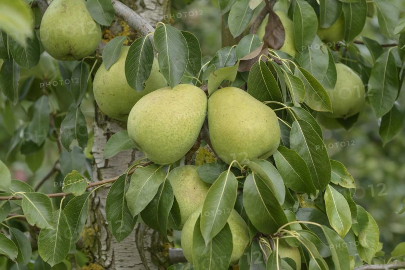 Pear (Pyrus communis ALEXANDER LUCAS),  Veitshöchheim, Bavaria, Germany
