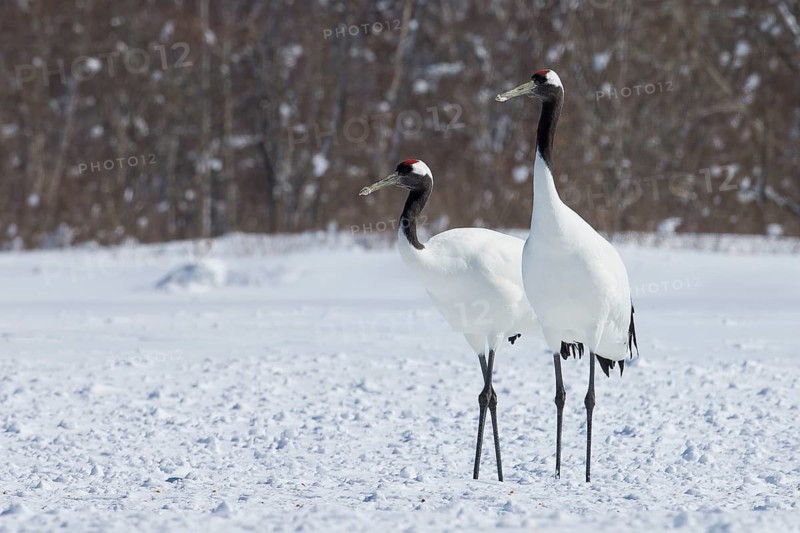 Red-crowned Crane (Grus japonensis), Hokkaido, Japan