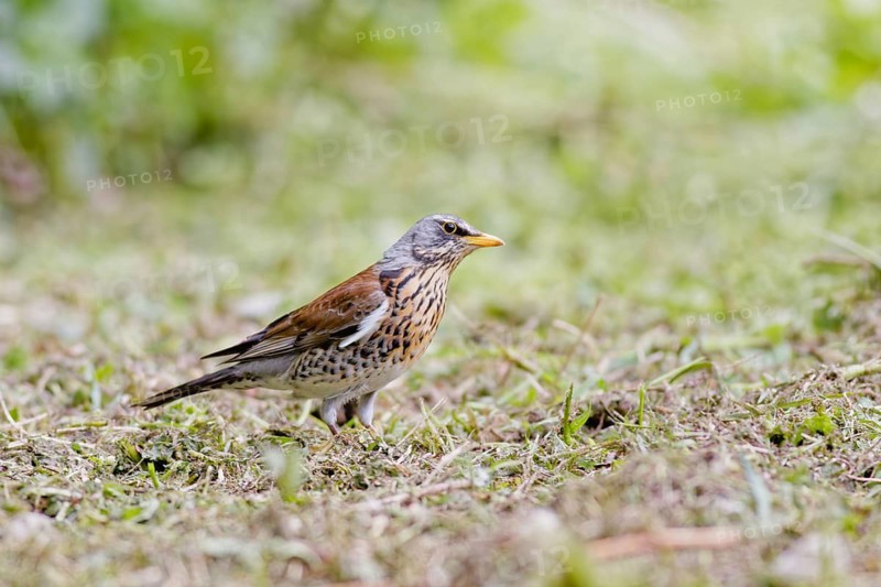 Fieldfare (Turdus pilaris) foraging on the ground in grassy area with soft green background, Poland
