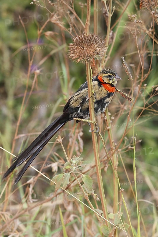 Red-collared Widowbird (Euplectes ardens) juvenile, Masai Mara, Kenya