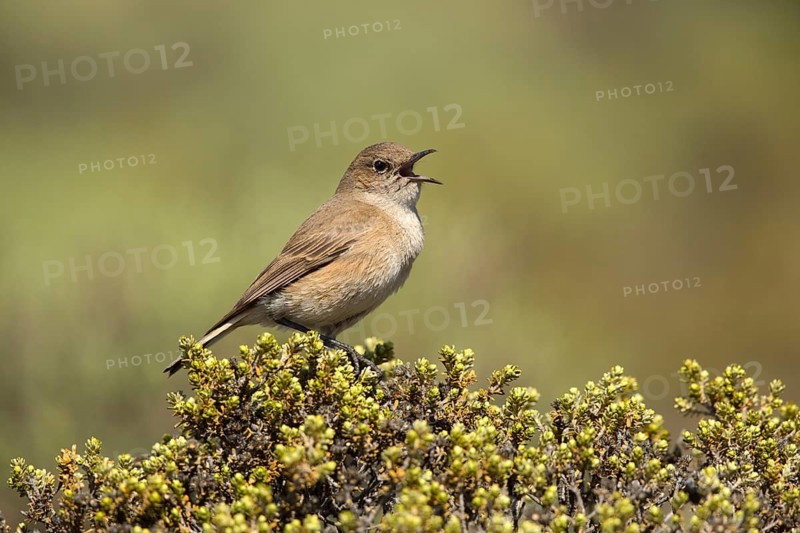 Sickle-winged Chat (Emarginata sinuata) singing from bush, Sani Pass, Lesotho