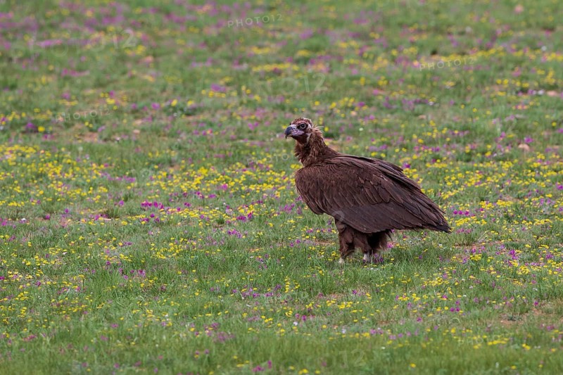 Black Vulture (Aegypius monachus), close-up, adult bird standing in yellow and purple flowering meadow in Mongolian steppe, Bulgan, Mongolia
