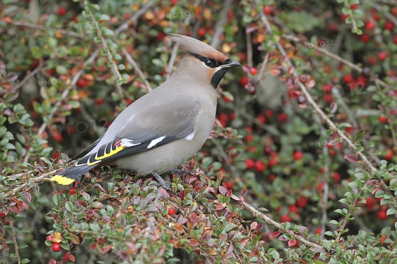 Bohemian Waxwing (Bombycilla garrulus), Texel, Netherlands