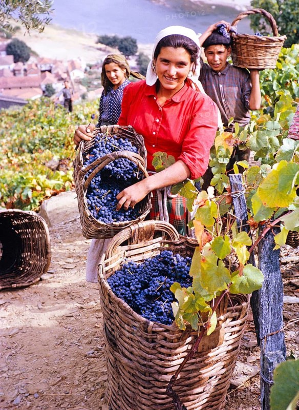 Eine Serie von Bildern über die Portweinproduktion in Portugal um 1960 - Menschen, die Trauben in Körben ernten