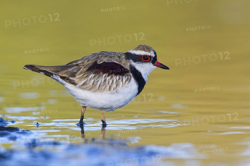 Black-fronted Dotterel (Elseyornis melanops), Victoria, Australia