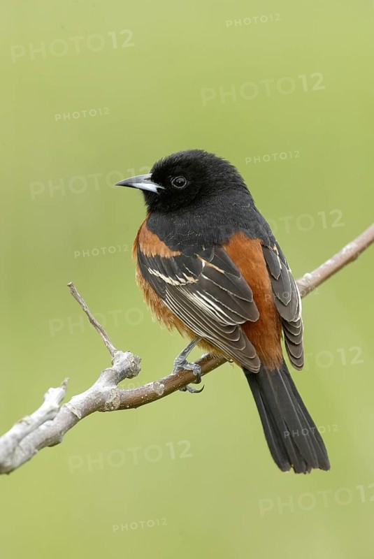 Orchard Oriole (Icterus spurius) male, Ontario, Canada