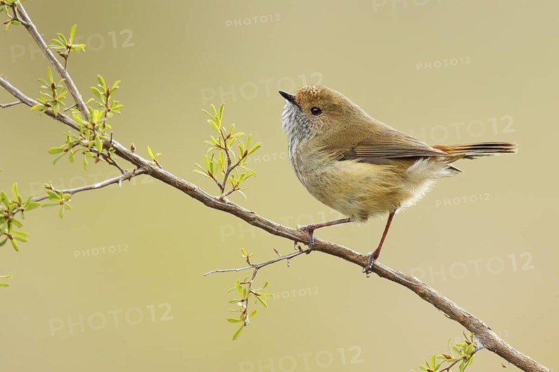 Brown Thornbill (Acanthiza pusilla), Victoria, Australia