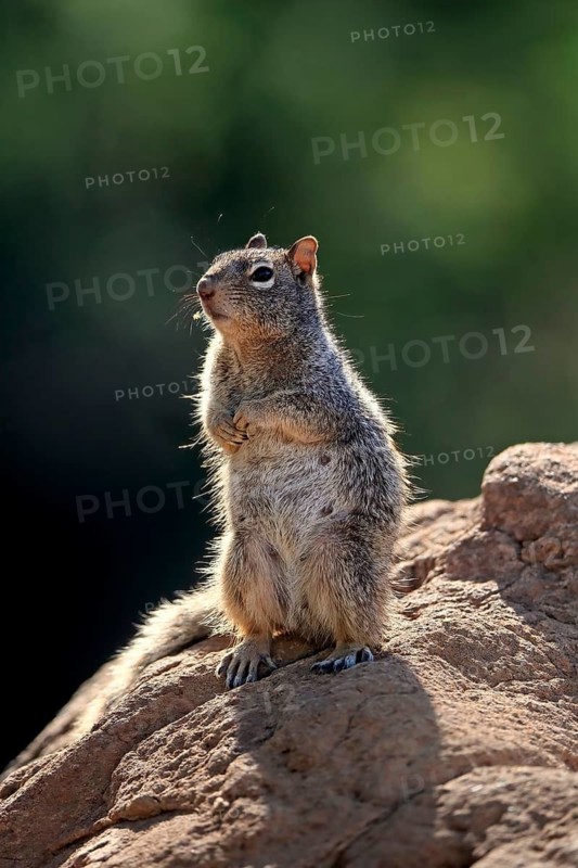 Rock gopher, (Otospermophilus variegatus), adult, on rocks, vigilant, Sonoran Desert, Arizona, North America, USA