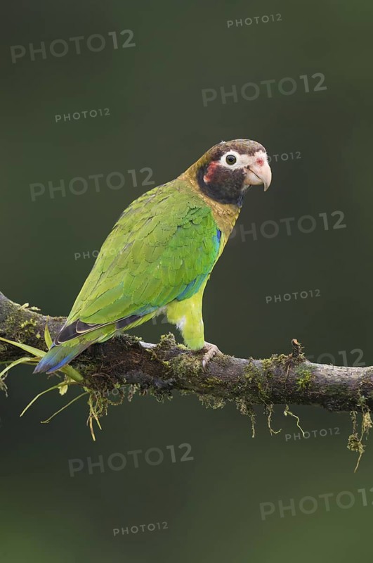 Brown-hooded Parrot (Pyrilia haematotis), Costa Rica