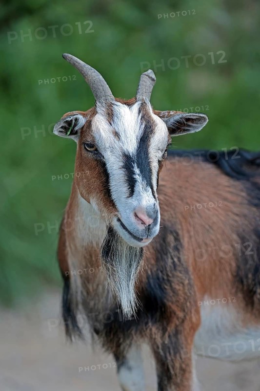 Pygmy goat (Capra aegagrus hircus)