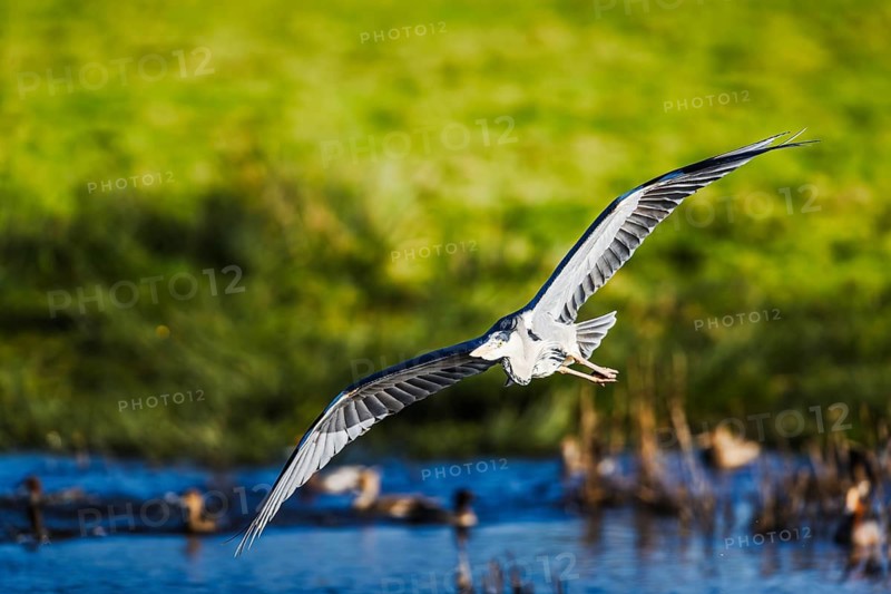 Grey Heron, Ardea cinerea, bird in winter on marshes in winter