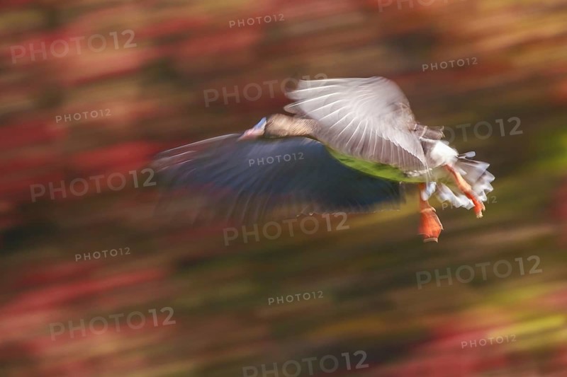 Greater White-fronted Goose (Anser albifrons) flying, North Rhine-Westphalia, Germany