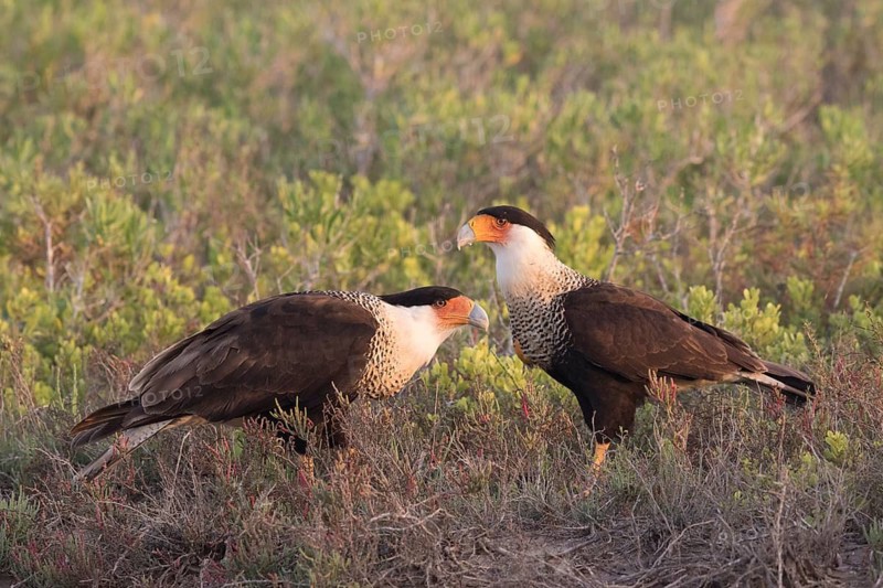 Northern Crested Caracara (Caracara cheriway) pair, Texas, USA