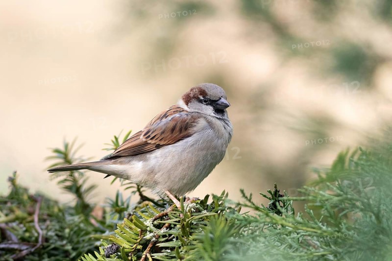 House sparrow (Passer domesticus) resting on an evergreen branch in soft natural light, Hesse, Germany