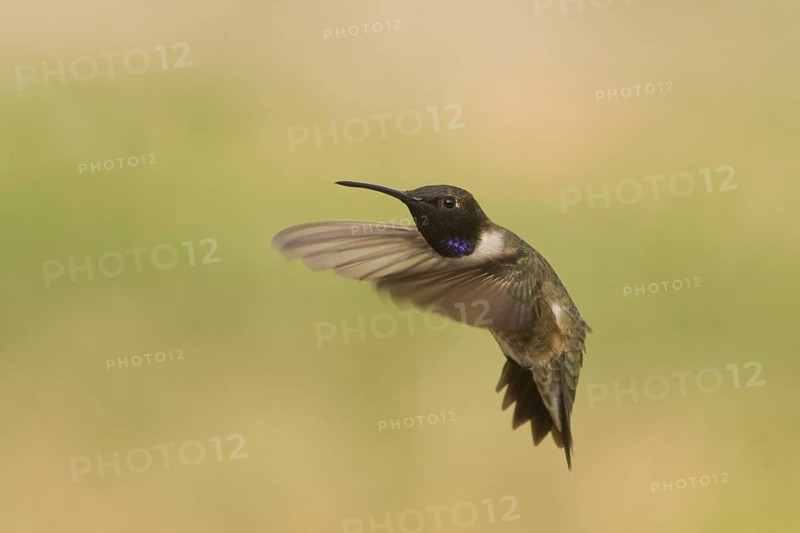 Adult male Black-chinned Hummingbird (Archilochus alexandri) hovering