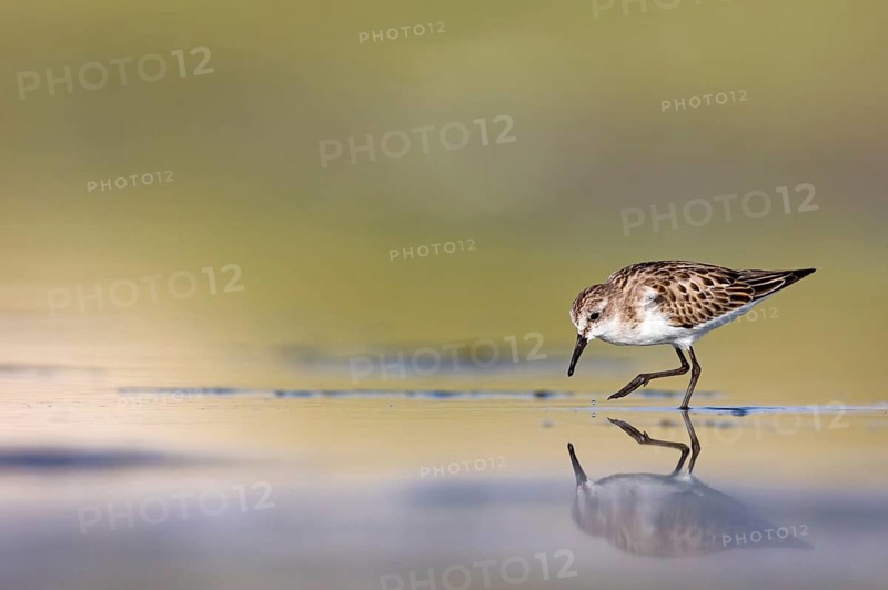 Animals, Birds, Little Sandpiper, (Calidris minuta), Biotope, Habitat, Foraging, Migratory bird, Limicoles Salalah, Raysut, Sohar, Oman