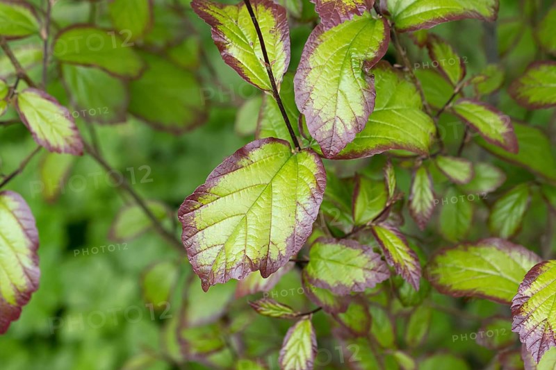 Columnar ironwood tree (Parrotia persica PERSIAN SPIRE), An den Dorfwiesen 9, Germany