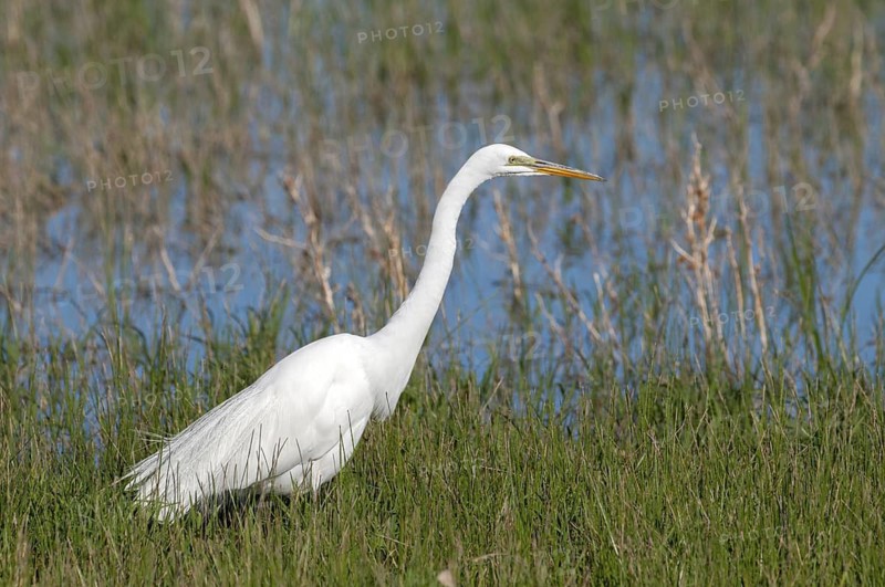 Great Egret Ardea alba Bosque del Apache National Wildlife Refuge, New Mexico, United States 27 April Adult hunting. Ardeidae