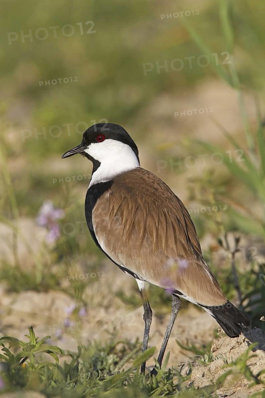 Spur-winged Lapwing (Vanellus spinosus), Silifke, Turkey