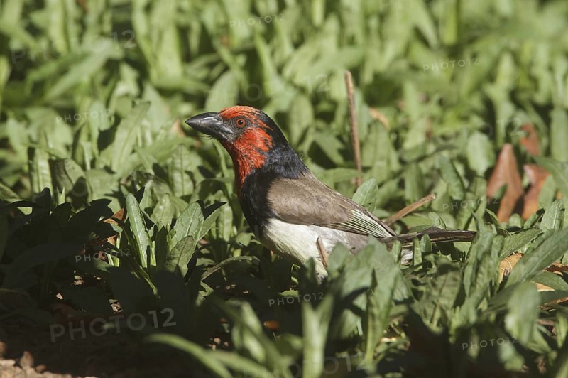 Black-collared Barbet (Lybius torquatus), Natal, South Africa