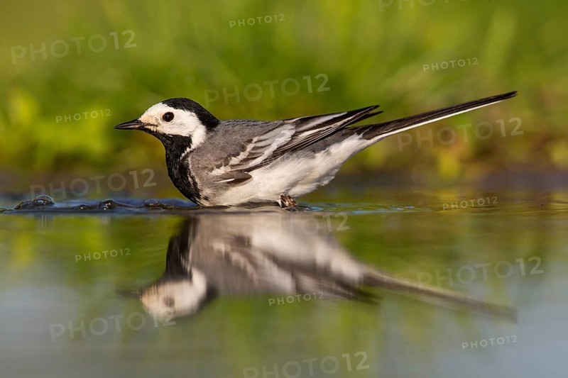 White wagtail, (Motacilla alba), animals, birds, family of wagtails and pipits, Beindersheim, Bad Dürkheim district, Rhineland-Palatinate, Federal Republic of Germany