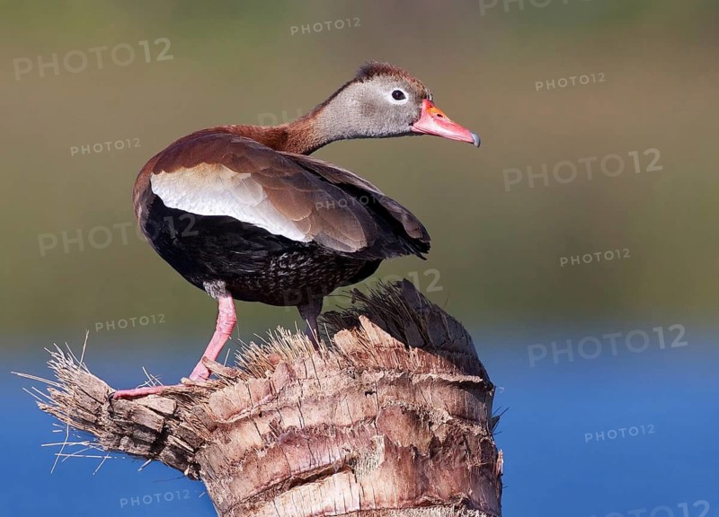 Black-bellied Whistling Duck (Dendrocygna autumnalis), Florida, USA