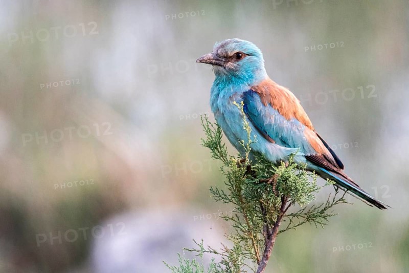 European Roller (Coracias garrulus), Danube Delta, Romania