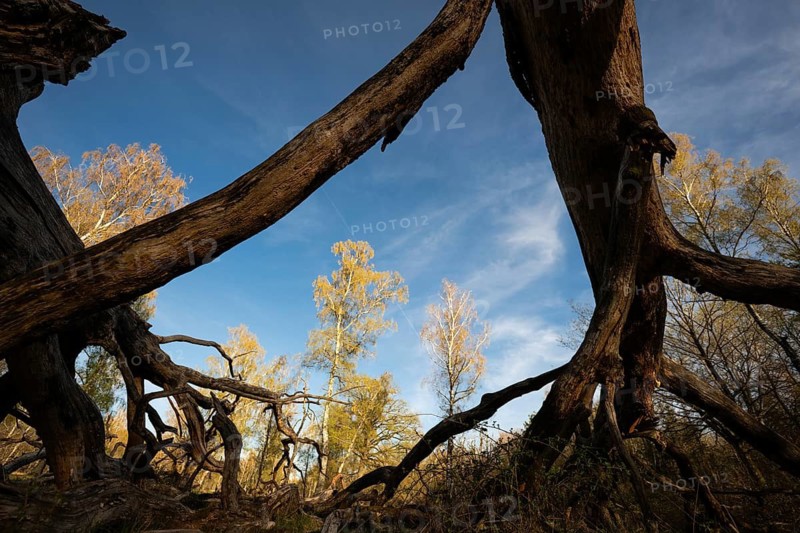 Old solitary oak tree split and broken apart by lightning, Hohenlohe, Baden-Württemberg, Germany
