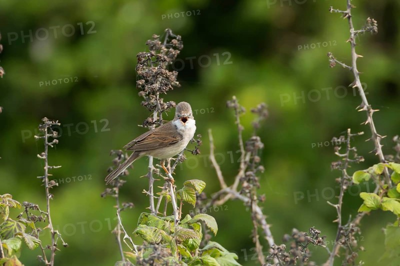 Common whitethroat (Sylvia communis) adult male bird singing in a hedgerow in spring, RSPB Minsmere nature reserve, Suffolk, England, United Kingdom
