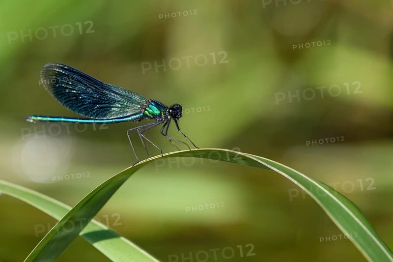A Banded demoiselle (Calopteryx splendens) sitting on a curved leaf, iridescent wings glistening in the sun, Lower Saxony, Germany