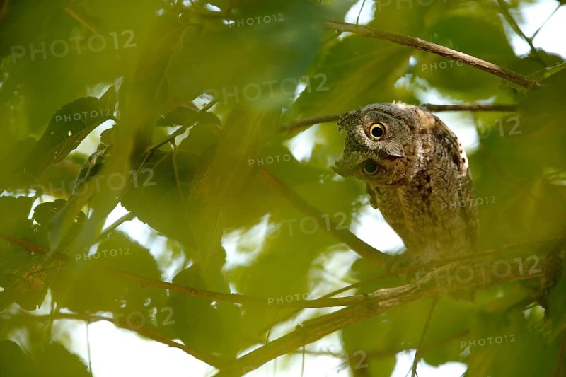 African Scops Owl (Otus senegalensis), Kruger National Park, South Africa