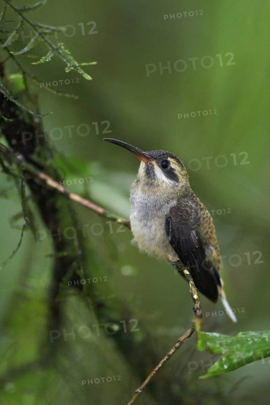 Long-tailed Hermit (Phaethornis superciliosus) perched on a branch in Costa Rica, Central America