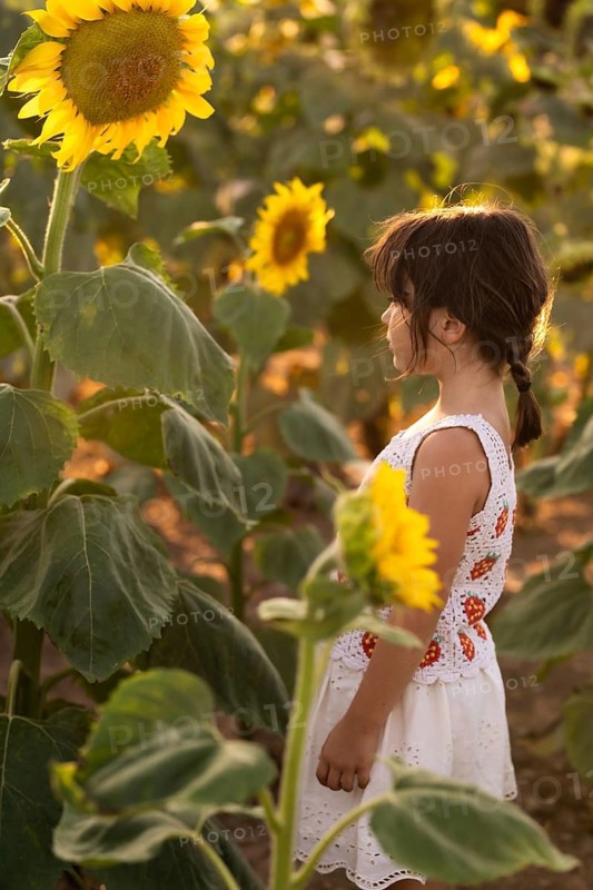 A young girl in a white dress stands in a vibrant sunflower field during golden hour. Sunlight filters through the blooms, casting a warm glow and creating a serene atmosphere