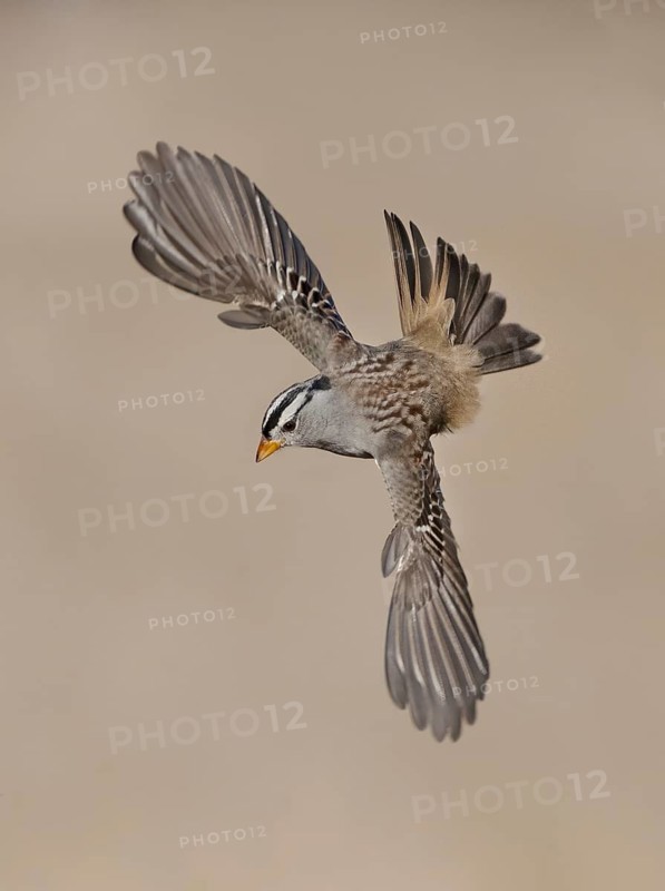 White-crowned Sparrow (Zonotrichia leucophrys) flying, California, USA