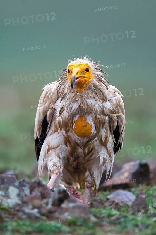 Egyptian Vulture (Neophron percnopterus), Castile-La Mancha, Spain