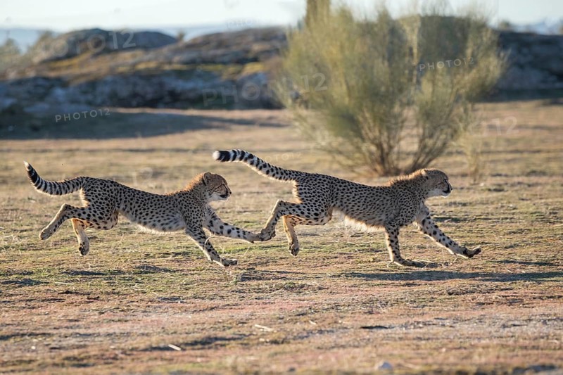 Cheetah (Acinonyx jubatus) two running synchronously next to each other, Castile-La Mancha, Spain