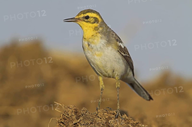 Citrine Wagtail (Motacilla citreola), Lesvos, Greece